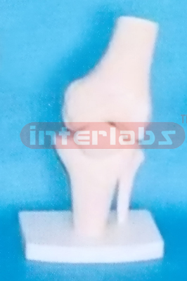 BIG ADULT HUMAN KNEE JOINT